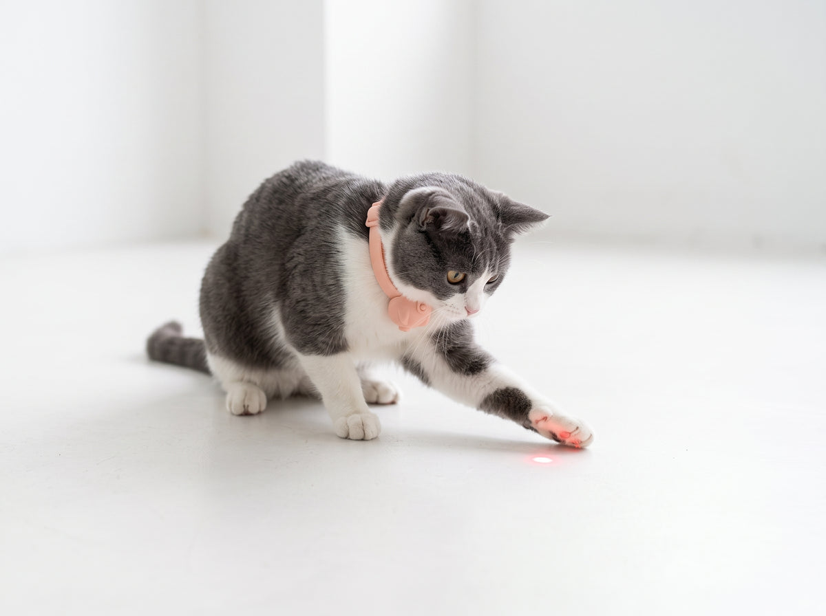 Pet Laser Cat Teasing Collar (One Piece)